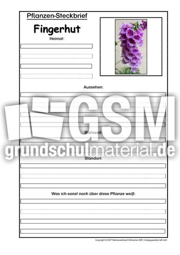 Pflanzensteckbrief-Fingerhut.pdf